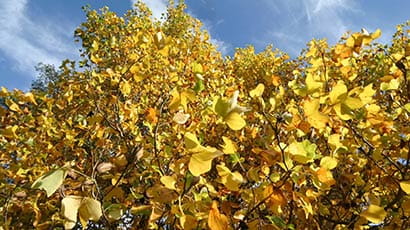 Yellow foliage photographed against a blue sky.